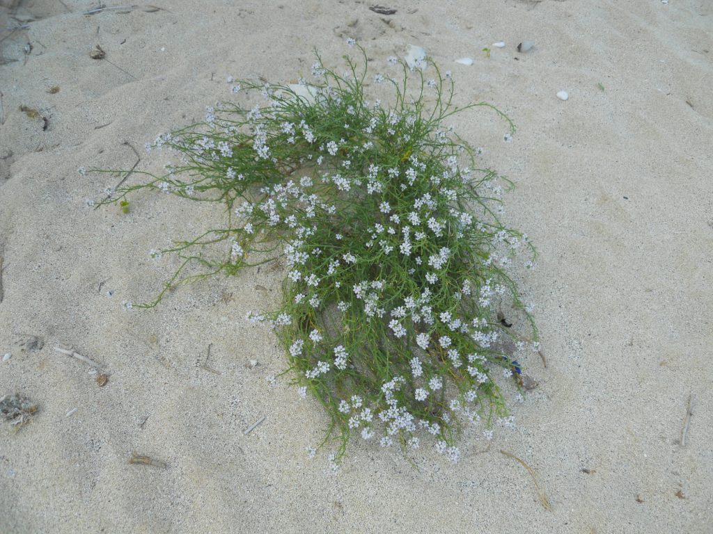 Fiore bianco 3 -  Cakile maritima